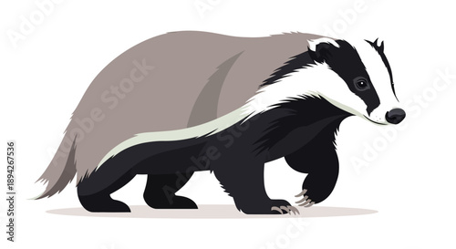 Illustration of a badger walking on a plain white background from a side viewpoint
