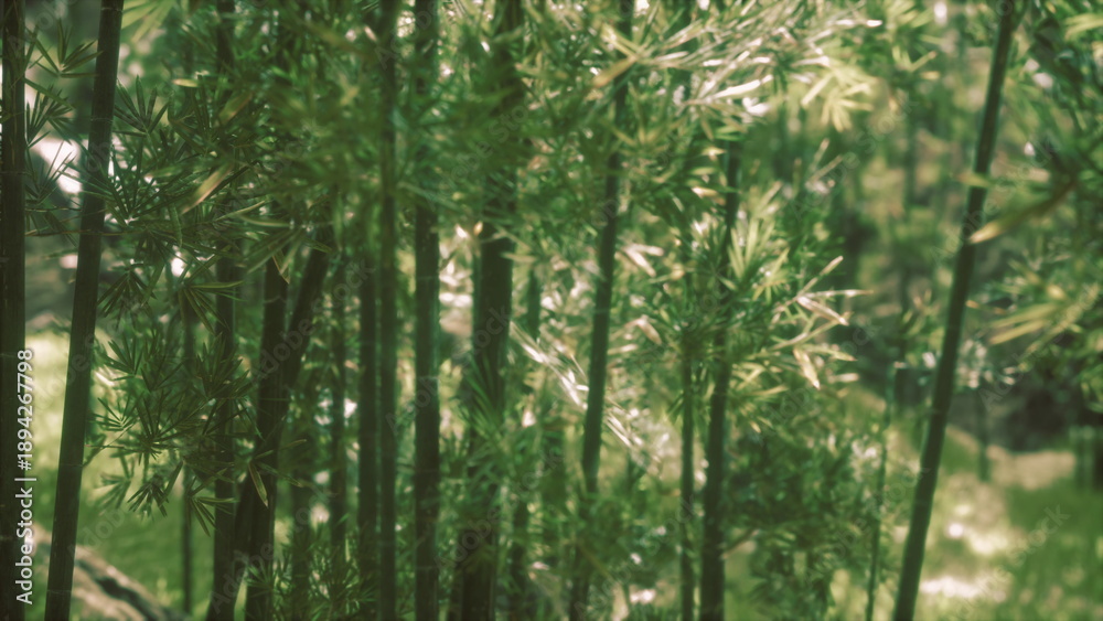 Obraz premium Lush green bamboo sways gently in the soft breeze, bathing the forest in calming shades of green. Sunlight filters through the leaves, creating a peaceful ambiance.