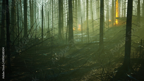Quadro em tela Silhouetted trees rise from the misty forest floor as faint orange lights flicker in the background, hinting at a hidden fire