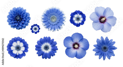 eight vibrant blue flowers with distinct white centers arranged in a macro flat lay composition on a transparent background, highlighting botanical diversity concept
