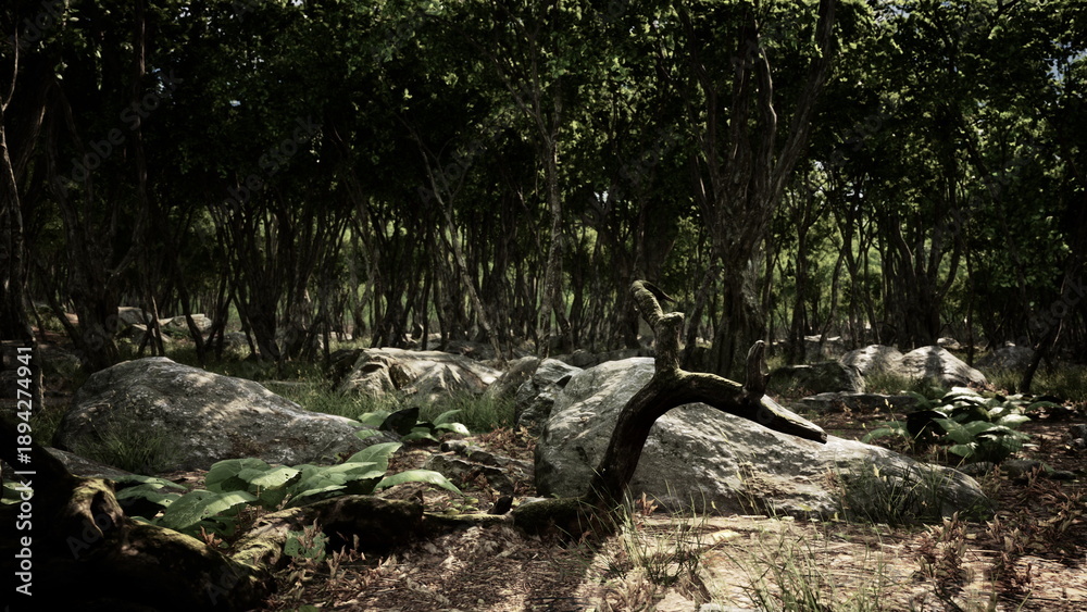 Fototapeta premium Sunlight filters through the dense canopy of trees, illuminating large stones and vibrant foliage on the forest floor. The atmosphere feels serene and inviting, perfect for exploration.