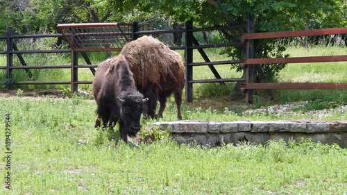 Pair of European Bison in a Natural Green Environment