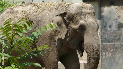 Asian Elephant in Zoo Environment – Wildlife Conservation Concept