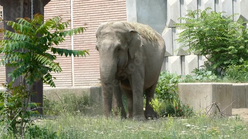 Asian Elephant in Zoo Environment – Wildlife Conservation Concept