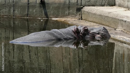Hippopotamus Resting in Shallow Water in a Protected Wildlife Environment