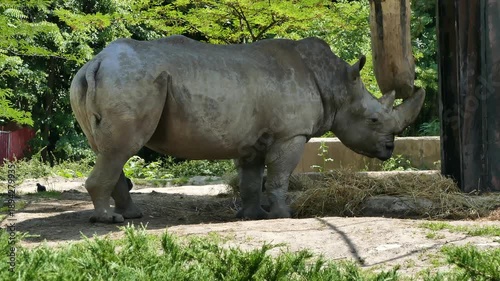Adult Rhinoceros Standing in Natural Habitat in a Protected Environment Surrounded by Greenery