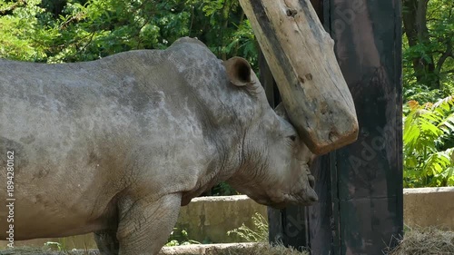 Adult Rhinoceros Standing in Natural Habitat in a Protected Environment Surrounded by Greenery