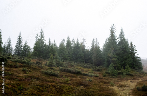Wallpaper Mural Landscape - a clearing of young green fir trees during thick fog high in the mountains Torontodigital.ca