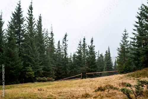 Wallpaper Mural Landscape - a clearing of young green fir trees during thick fog high in the mountains Torontodigital.ca