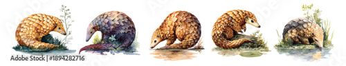 Pangolin, cute scaly anteaters elements set watercolor isolated on transparent background