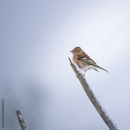 A finch on a snowy day looking for food
