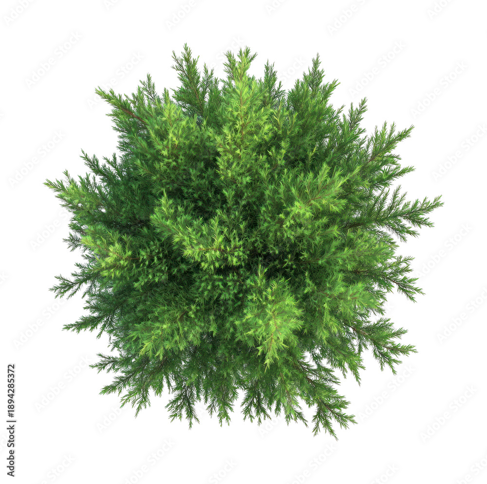 Fototapeta premium PNG Cypress tree background view top.