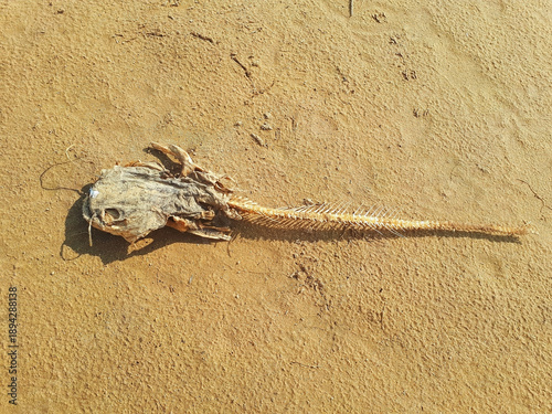 A dead fish skeleton at the edge of a river on a summer day.