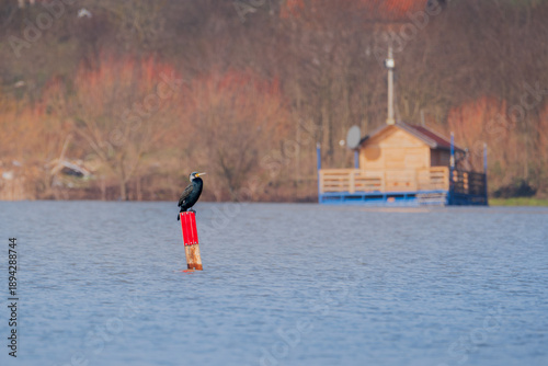 
A cormorant stands on a pole in the middle of the lake
