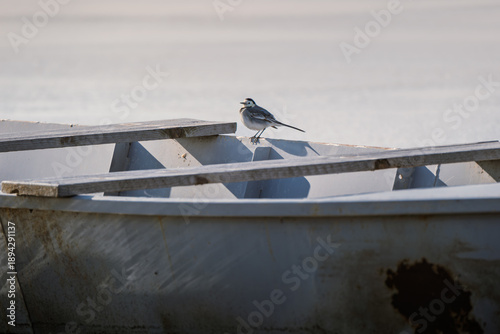 The white porpoise Motacilla alba walks on the frozen lake in search of food
