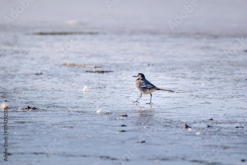 The white porpoise Motacilla alba walks on the frozen lake in search of food
