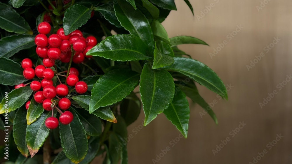 Obraz premium red berries on a bush