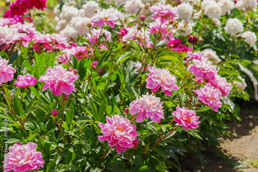 Obraz premium Beautiful pink peony bush blossoms growing in a garden, illuminated by sunlight with fresh green leaves and soft natural plant background. Decorative flower for park, flower bed and landscape design