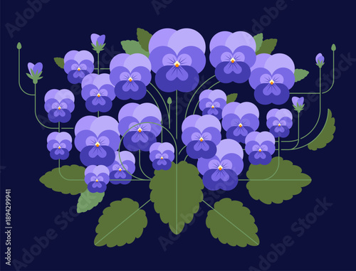 Violets or pansies. A large bush of purple pansies with flowers, leaves, and buds on a dark background.