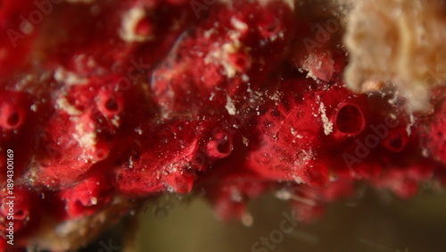 Fotografi Colonial tunicate or ascidian, sea squirt (Symplegma brakenhielmi) extreme close