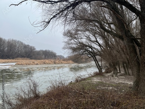 Photography Branches of Bare Trees Hanging Over the Morava River in Winter near Bratislava,