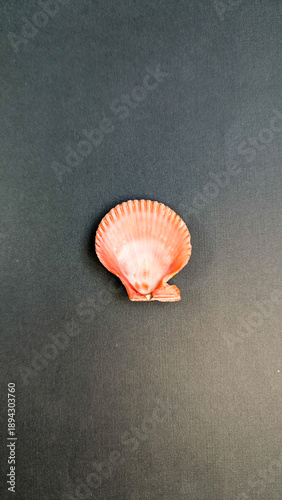 Seashell design element mockup top view, stylish aesthetic isolated shell on monochrome plain background.