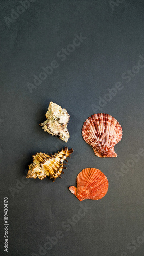 Seashell design element mockup top view, stylish aesthetic isolated shell on monochrome plain background.