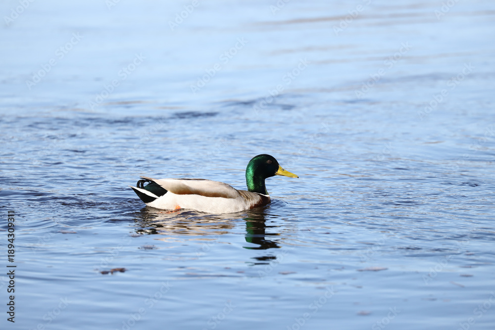 Fototapeta premium Male mallard duck swimming alone across smooth water surface