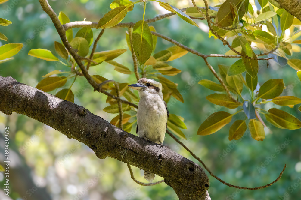 Fototapeta premium Australian Kookaburra perching on a tree