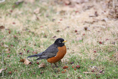 Foto American robin standing on grassy ground in early spring, Madison Wisconsin, Apr