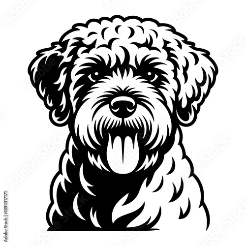 Lagotto Romagnolo Dog