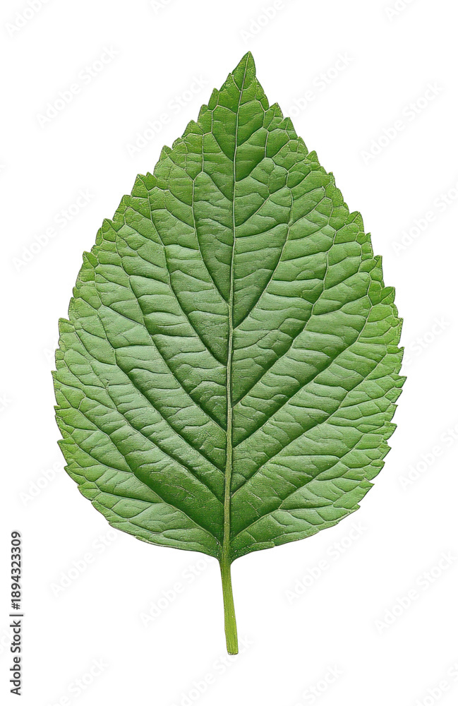 Fototapeta premium PNG Green leaf on white background.