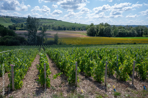 Obraz na plátně Champagne vineyards in the Cote des Bar area of the Aube department near Essoyes