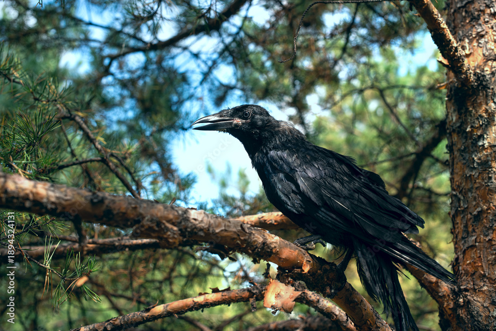 Fototapeta premium A black rook chick sits on a tree branch.