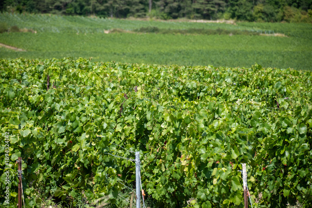Obraz premium Champagne vineyards in the Cote des Bar area of the Aube department near Essoyes and Celles-sur-Ource, Champagne-Ardennes, France, Europe, wine making region