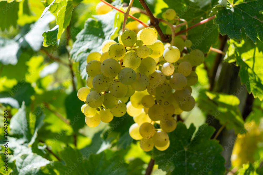 Fototapeta premium Ripe white riesling grapes on vineyards, harvest time in Calmont region with steepest vineyard in Europe on Moselle river valley, Bremm, Germany in sunny day in September
