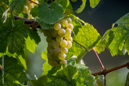 Bild auf Leinwand Ripe white riesling grapes on vineyards, harvest time in Calmont region with ste