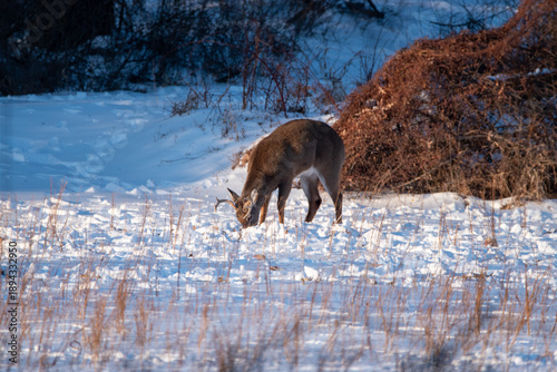deer in the snow