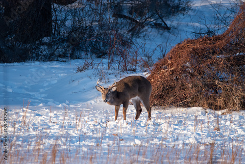 Buck in the cold