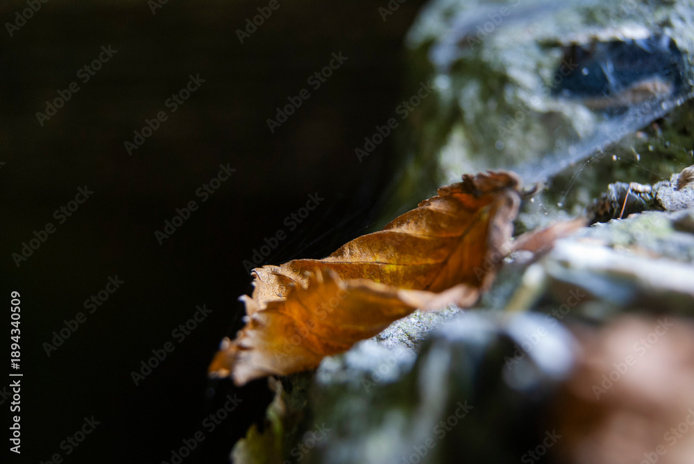 Obraz premium autumn leaves in the snow