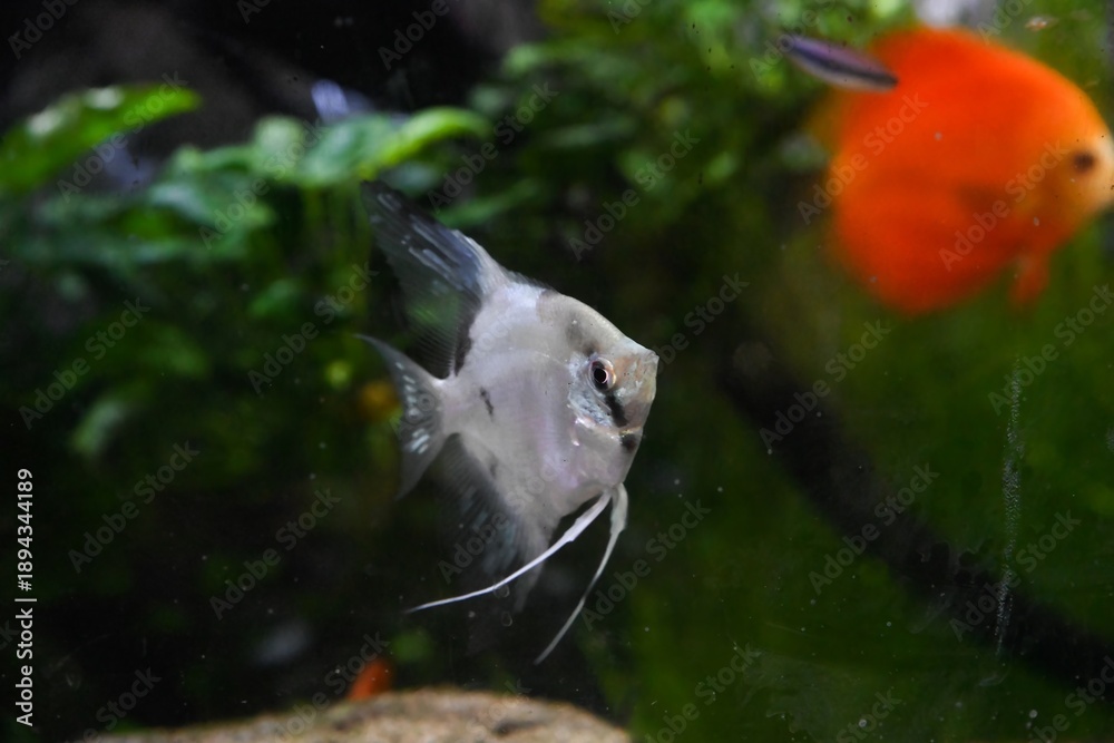 Obraz premium Single Paraiba angelfish in freshwater aquarium graceful tropical fish with long fins soft light and natural aquatic background