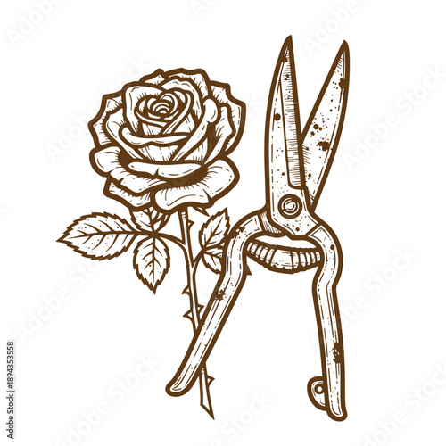Vintage Grunge texture Vintage illustration of rose flower and garden shears on white background  gardening tools and flowers