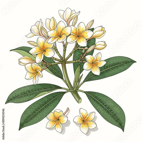 Plumeria Flowers with Leaves
