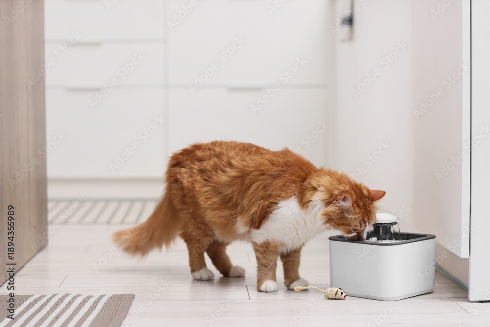 © Pixel-Shot - Cute fluffy cat drinking from water fountain in kitchen © Pixel-Shot - Cute fluffy cat drinking from water fountain in kitchen