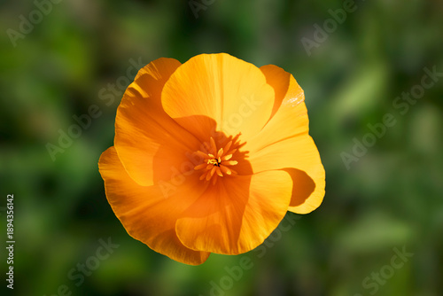 Overhead closeup of a beautiful California poppy in a field