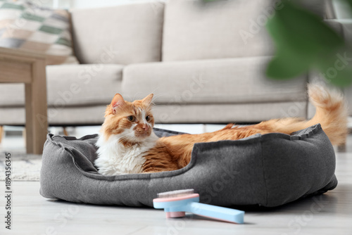 Cute fluffy cat in pet bed at home
