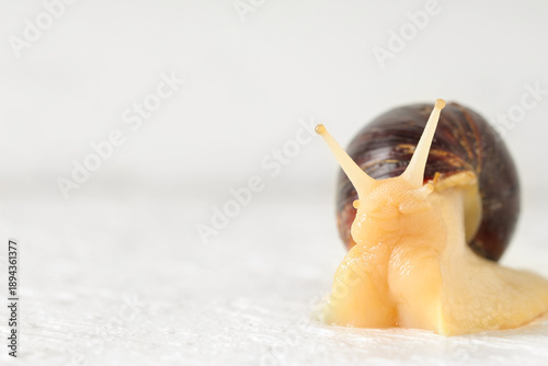 Giant Achatina snail on whi...