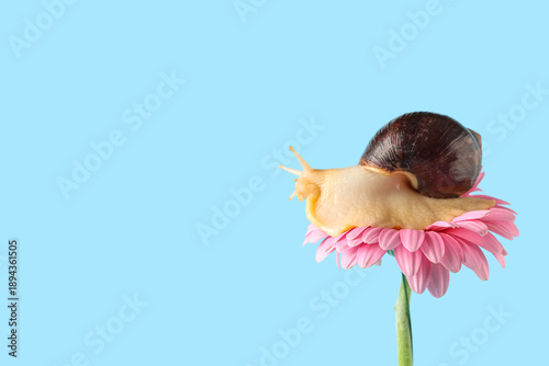 Giant Achatina snail on bea...