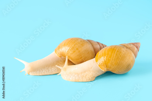 Giant Achatina snails on bl...