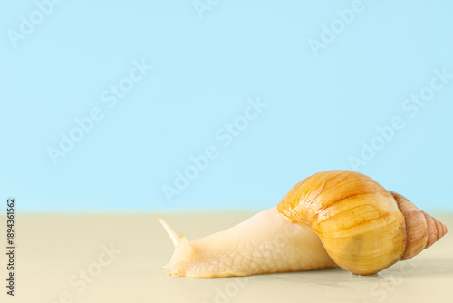 Giant Achatina snails on gr...